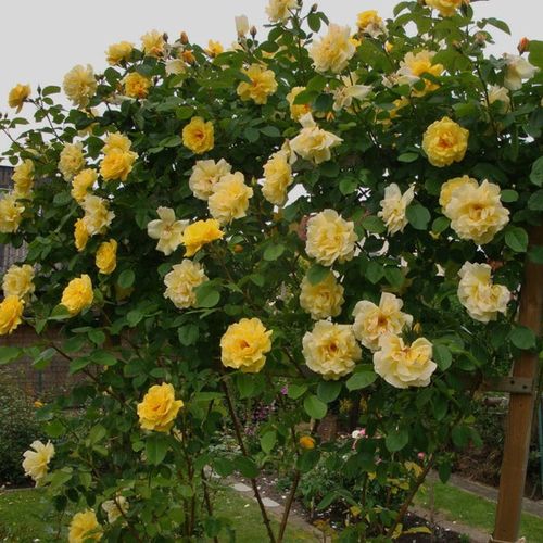 Aranysárga - Csokros virágú - magastörzsű rózsafa- csüngő koronaforma